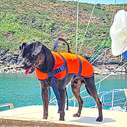Titou participe au concours pour gagner de l'argent avec cette photo : adventure, animal, black_dog, boat, canine, dog, happy, hill, life_jacket, nature, outdoor, pet, rope, sky, summer, sunny, tongue_out, travel, vacation, water