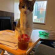 Waffles joined the competition — help win amazing prizes! cat, table, plastic_cup, straw, indoor, papers, window, fireplace, drink, curious, pet, feline, wooden_table, cozy, living_room, chair, green_bowl, carpet, daylight, home