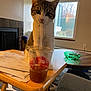 cat, table, plastic_cup, straw, indoor, papers, window, fireplace, drink, curious, pet, feline, wooden_table, cozy, living_room, chair, green_bowl, carpet, daylight, home