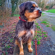 Risette participe au concours pour gagner de l'argent avec cette photo : dog, animal, outdoor, bench, forest, leaf_litter, grass, path, tree, nature, pet, fur, leash, collar, walking, brown, black, canine, park, blurred