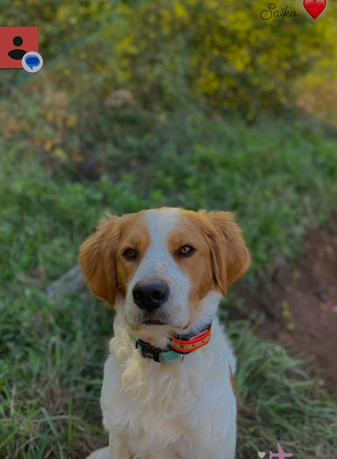 Saïko participe au concours pour gagner de l'argent avec cette photo : balloon, biome, carnivore, collar, companion_dog, dog, dog_breed, fawn, fur, grass, gun_dog, liver, natural_landscape, plant, sporting_group, tail, terrestrial_animal, tree
