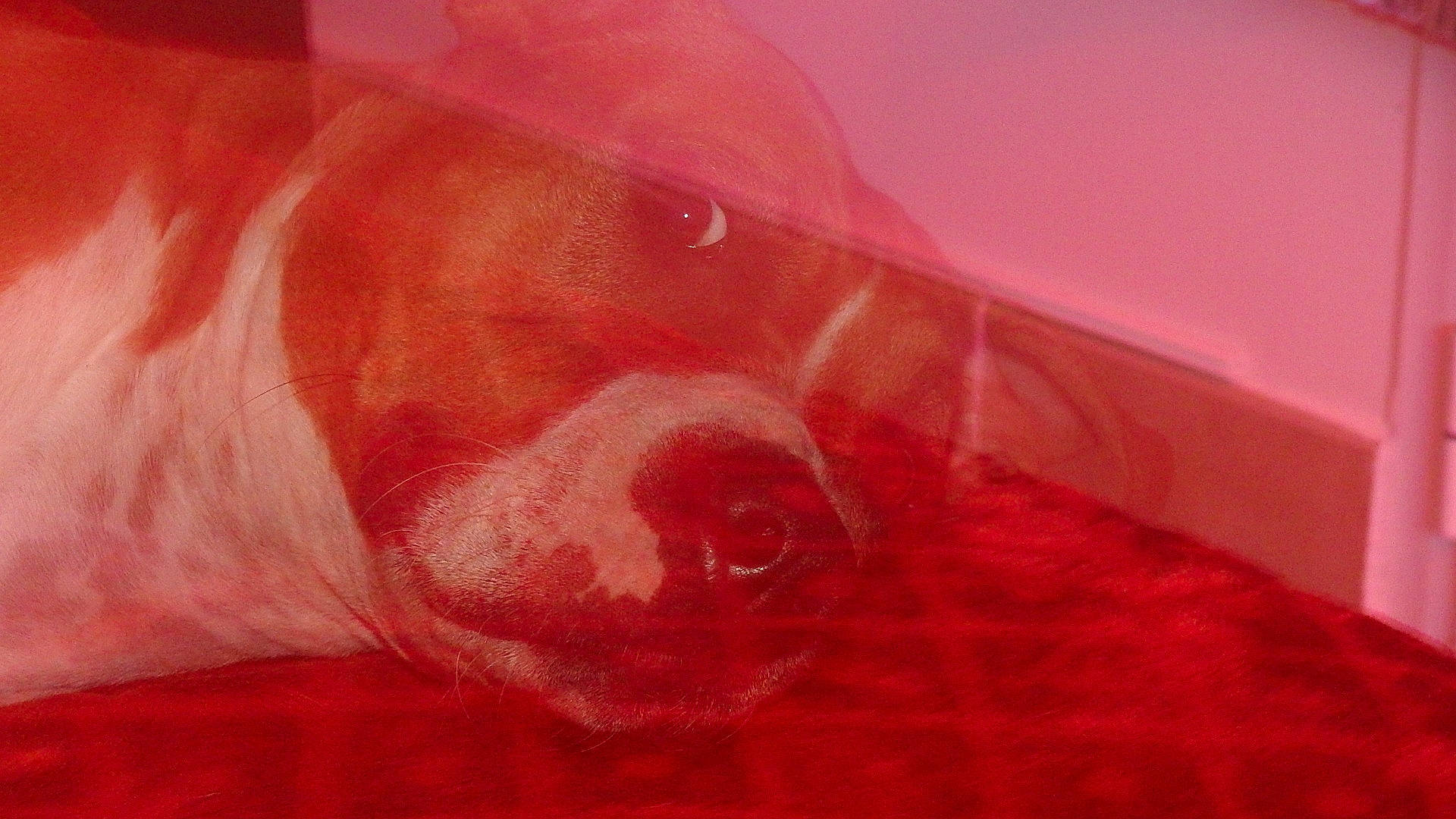 Pearl a rejoint le concours — aidez-le/la à gagner de superbes lots ! art, automotive_lighting, carmine, chest, close_up, coquelicot, flesh, liquid, magenta, paint, painting, pattern, peach, pink, room, transparent_material, visual_arts