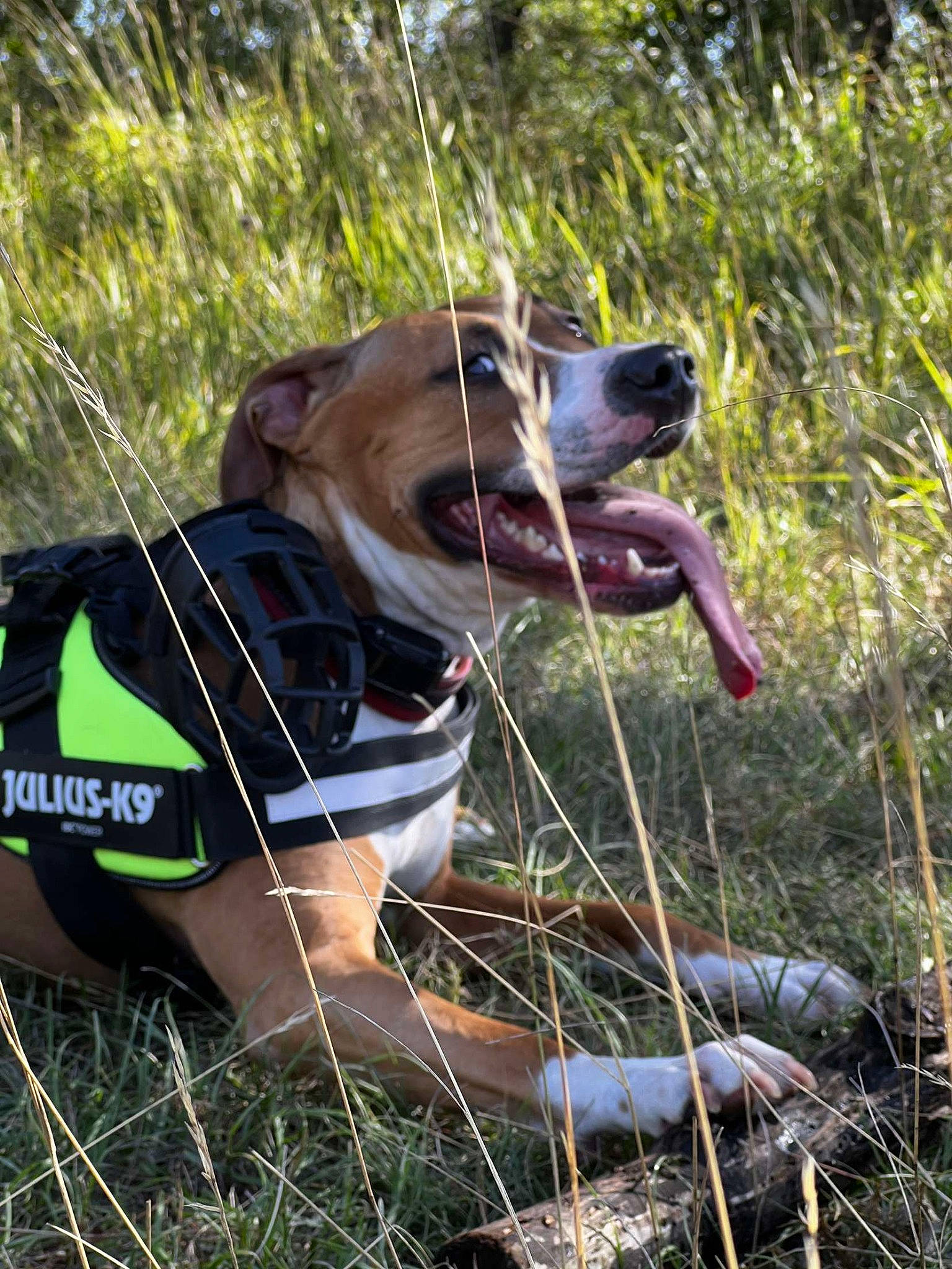 Pearl a rejoint le concours — aidez-le/la à gagner de superbes lots ! adventure, canidae, carnivore, collar, companion_dog, dog, dog_breed, dog_collar, eyewear, fawn, grass, leash, mammal, plant, recreation, snout, sporting_group, sunglasses, vertebrate, working_animal