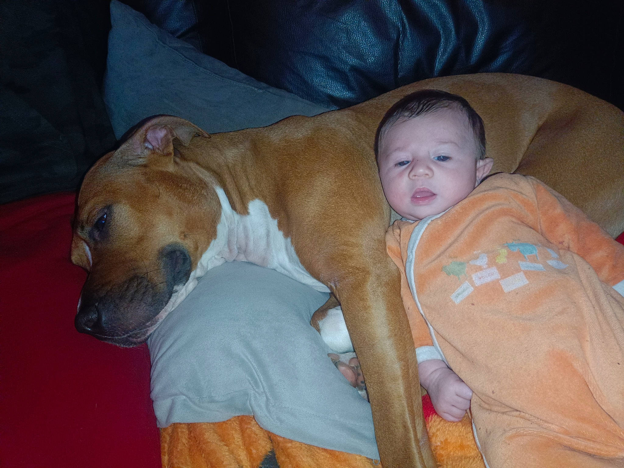 Pearl a rejoint le concours — aidez-le/la à gagner de superbes lots ! baby, baby_toddler_clothing, carnivore, child, comfort, companion_dog, couch, dog, dog_breed, dog_supply, fawn, fur, lap, mammal, non_sporting_group, sitting, toddler, vertebrate, whiskers, working_animal