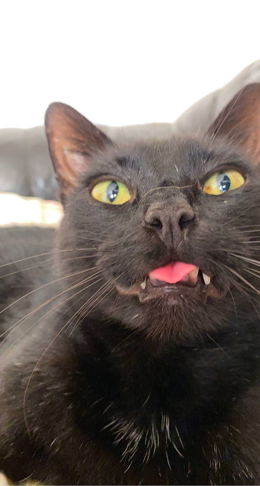 Fufu a rejoint le concours — aidez-le/la à gagner de superbes lots ! black_cat, bombay, carnivore, cat, domestic_short_haired_cat, felidae, fur, small_to_medium_sized_cats, snout, whiskers