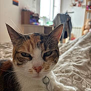Joséphine participe au concours pour gagner de l'argent avec cette photo : animal, bedspread, calico_cat, cat, close_up, collar, cozy, domestic_cat, fur, furniture, head, indoor, paw, pet, relaxed, resting, soft_light, tag, whiskers, window