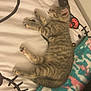 Stormy is registered to the contest to win money with this photo: kitten, cat, sleeping, bed, blanket, remote_control, hello_kitty, indoor, resting, striped_cat, cute, pet, feline, cozy, soft, animal, young_cat, napping, fur, domestic_cat