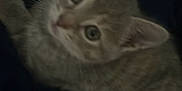 Stormy joined the competition — help win amazing prizes! kitten, cat, feline, pet, animal, closeup, cute, whiskers, ears, fur, eyes, looking_up, dark_background, soft, young, mammal, domestic_animal, portrait, indoor, furry
