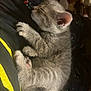 Stormy is registered to the contest to win money with this photo: kitten, sleeping, gray_fur, paw, cozy, indoor, close_up, pet, animal, cute, feline, nap, soft_fur, resting, domestic_cat, young_cat, relaxation, warm_lighting, comfort, patterned_fabric