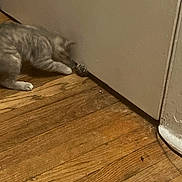 Stormy is registered to the contest to win money with this photo: cat, paw, door, floor, wooden_floor, curious, indoor, animal, pet, feline, playing, brown, gray, striped, claw, closeup, home, floorboards, quiet, still_life