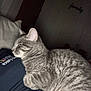 Smokey is registered to the contest to win money with this photo: cat, gray_tabby, pet, indoor, cozy, resting, animal, feline, person, clothing, shirt, home, pillow, comfort, sleepy, tabby_stripes, cute, domestic_animal, wall_decoration, family