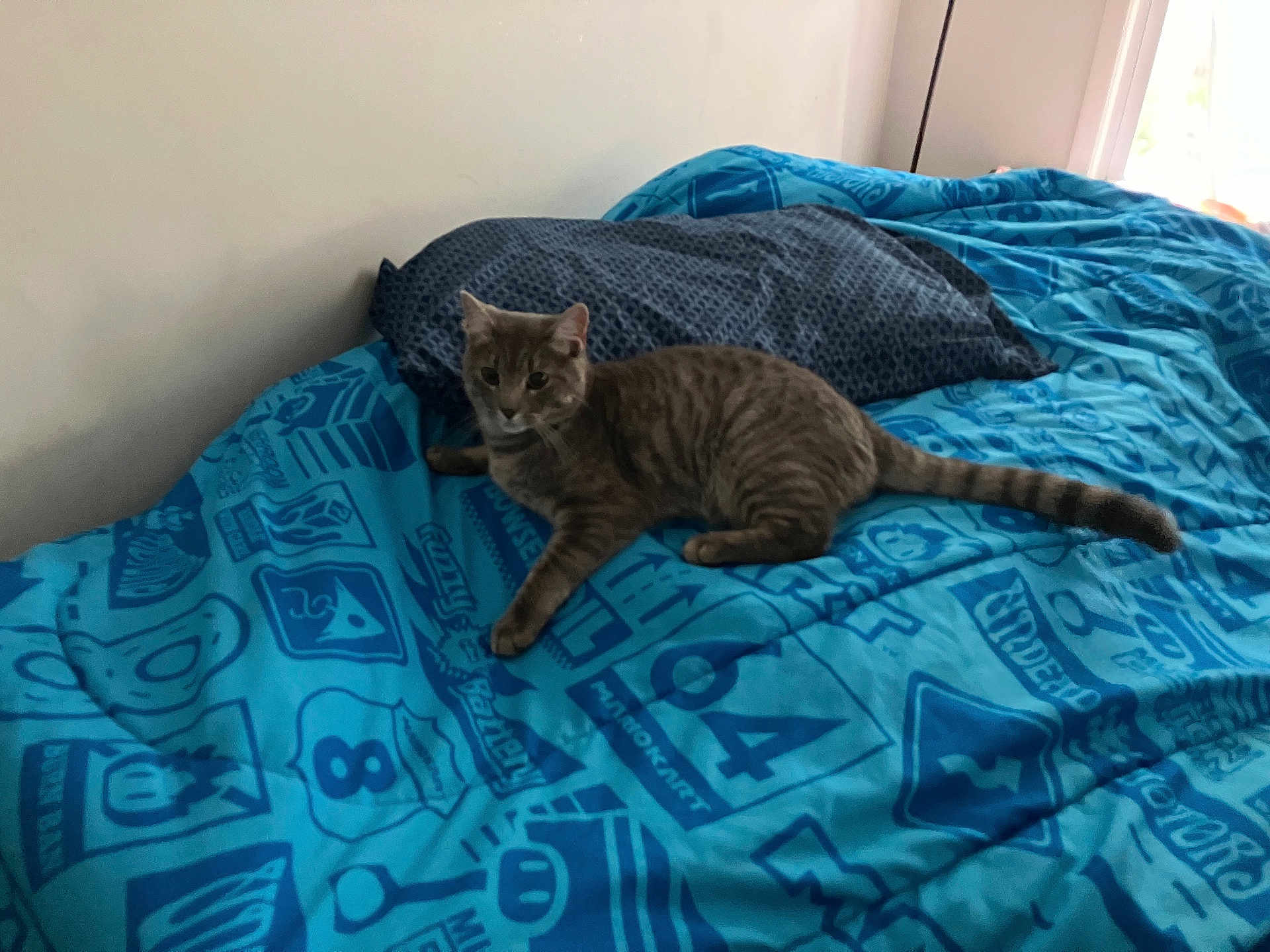 Smokey is registered to the contest to win money with this photo: cat, tabby_cat, bed, blue_bedspread, pillow, indoor, pet, feline, striped, resting, curious, animal, fur, whiskers, tail, domestic, cozy, soft_light, window, relaxed