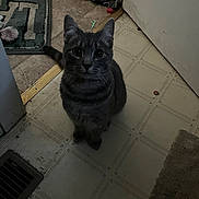 Smokey is registered to the contest to win money with this photo: cat, gray_cat, tabby, pet, indoor, floor, tile_floor, door, rug, socks, toy, curious, sitting, looking_up, domestic, home, clutter, animal, cute, feline