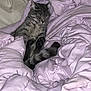 Smokey is registered to the contest to win money with this photo: cat, tabby, sleeping, blanket, comforter, purple, cozy, indoor, fur, pet, resting, cute, animal, relaxed, nap, soft, domestic, feline, peaceful, bed