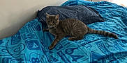 Smokey joined the competition — help win amazing prizes! cat, tabby_cat, bed, blue_bedspread, pillow, indoor, pet, feline, striped, resting, curious, animal, fur, whiskers, tail, domestic, cozy, soft_light, window, relaxed