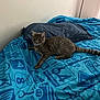 cat, tabby_cat, bed, blue_bedspread, pillow, indoor, pet, feline, striped, resting, curious, animal, fur, whiskers, tail, domestic, cozy, soft_light, window, relaxed