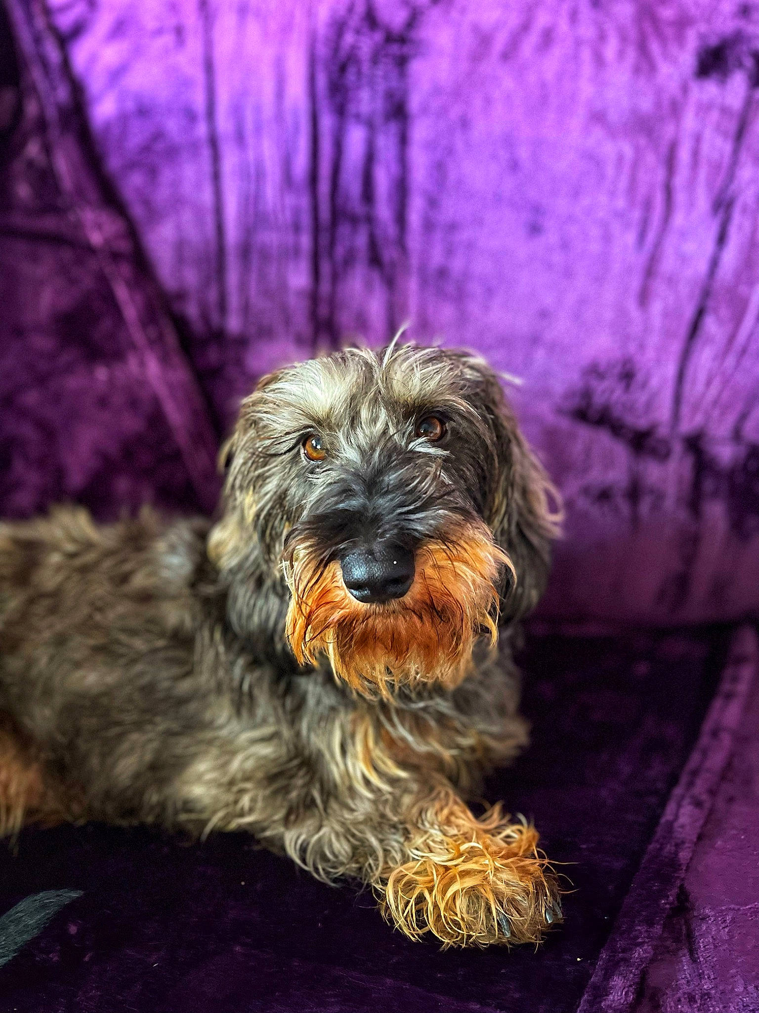 Lexa participe au concours pour gagner de l'argent avec cette photo : biewer_terrier, canidae, carnivore, companion_dog, dog, dog_breed, fur, liver, puppy, small_terrier, snout, sporting_group, terrestrial_animal, terrier, toy_dog, water_dog, wood, working_animal, yorkipoo