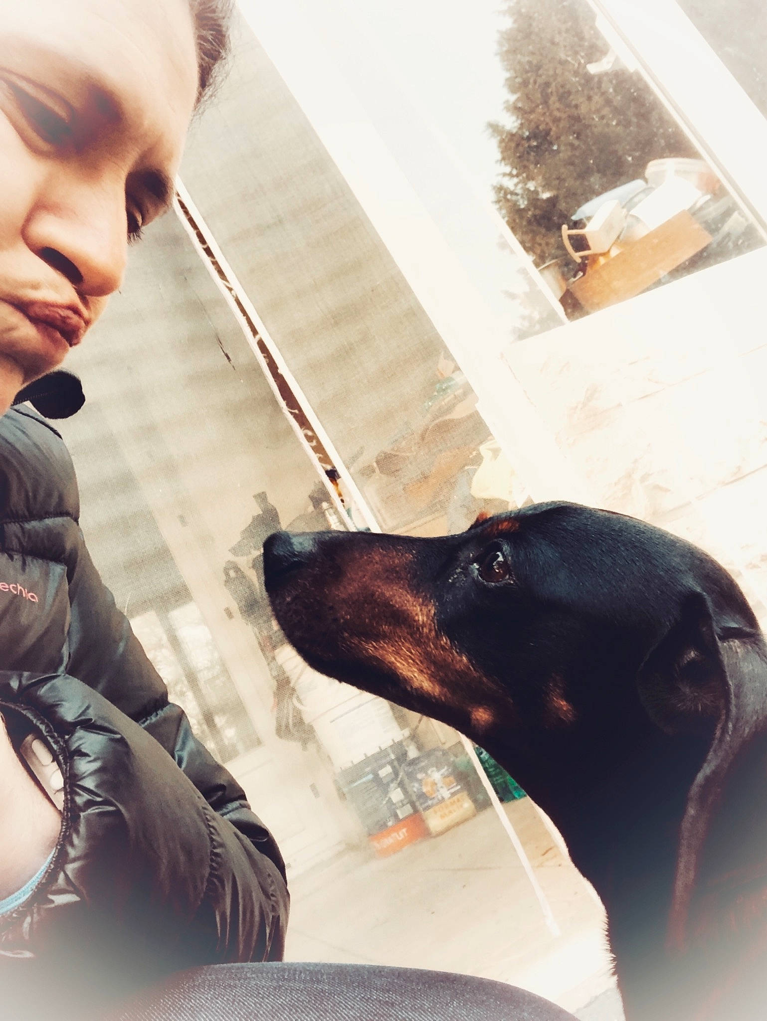 Ethan participe au concours pour gagner de l'argent avec cette photo : canidae, carnivore, companion_dog, dobermann, dog, dog_breed, ear, german_pinscher, guard_dog, hunting_dog, miniature_pinscher, nose, person, photography, pinscher, smile, snout, sporting_group, window, working_dog