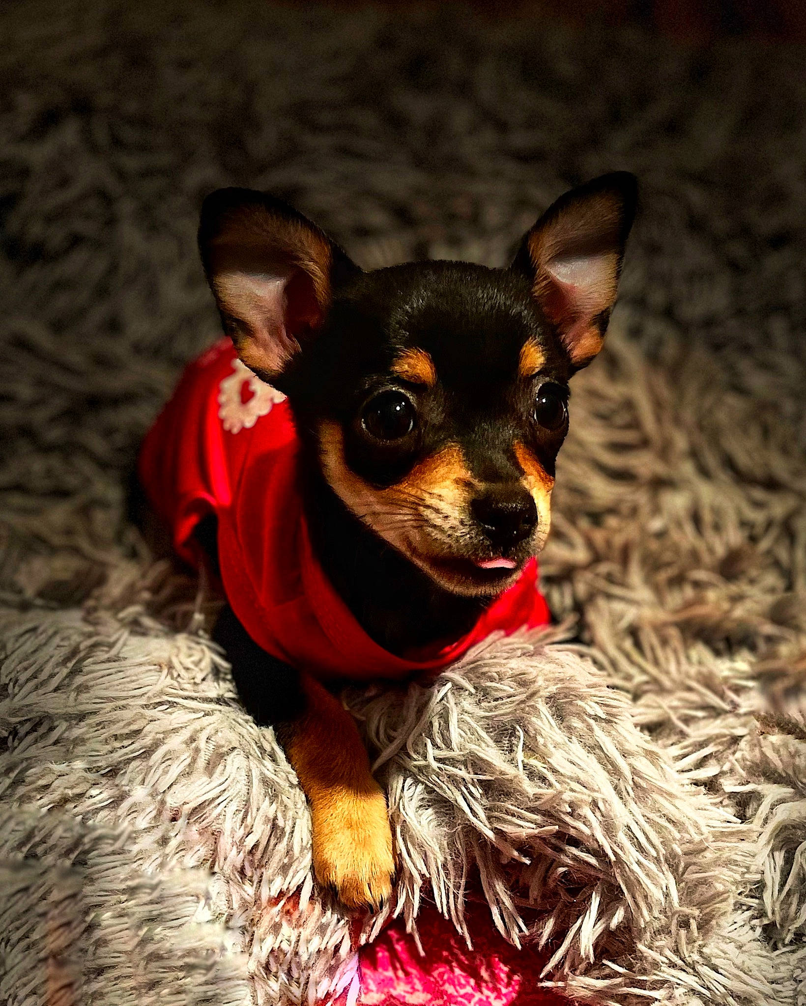 Tess a rejoint le concours — aidez-le/la à gagner de superbes lots ! canidae, carnivore, companion_dog, corgi_chihuahua, dog, dog_breed, ear, event, fawn, fur, prazsky_krysarik, russkiy_toy, snout, sporting_group, toy_dog, whiskers, working_animal