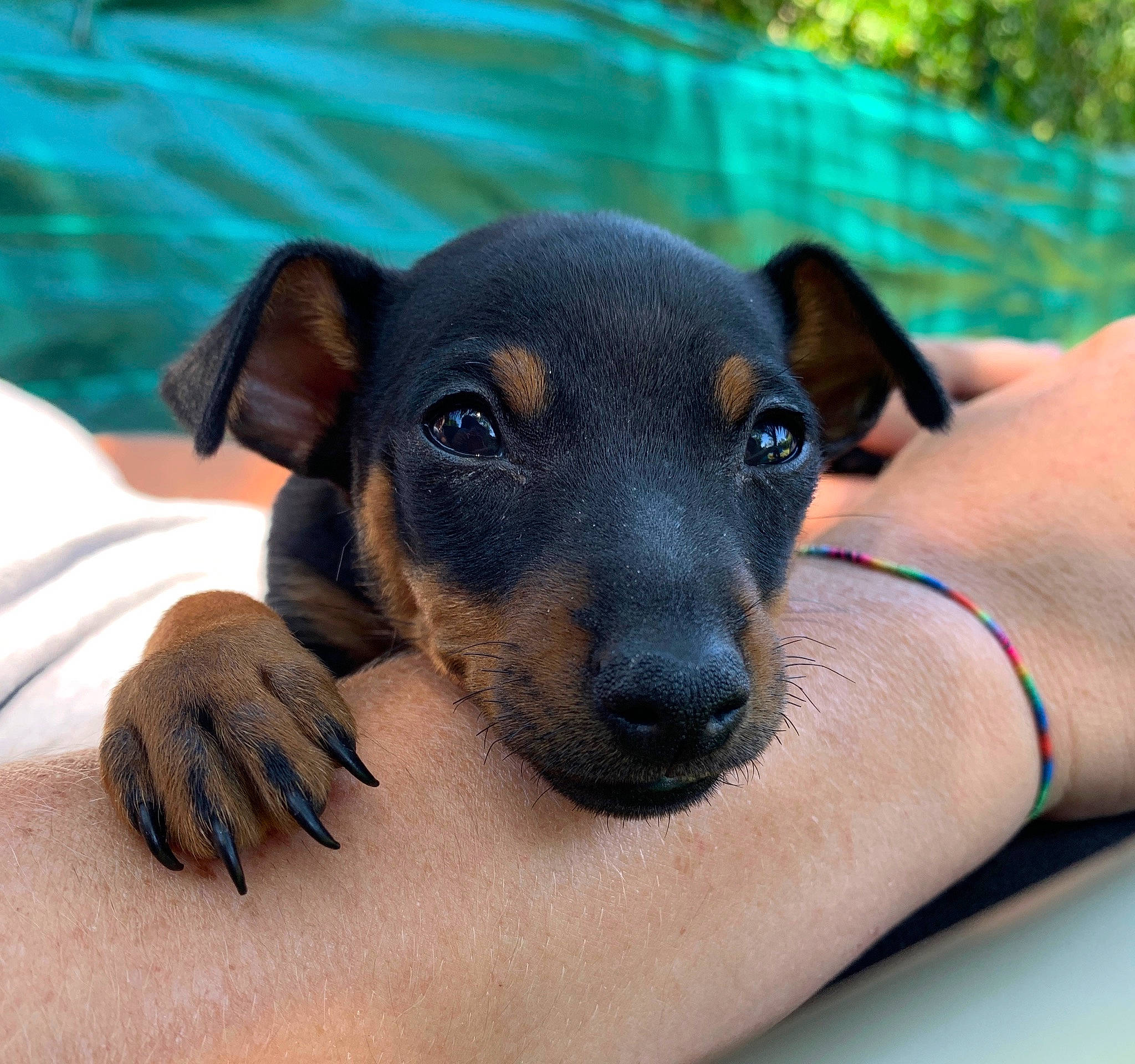 Milo participe au concours pour gagner de l'argent avec cette photo : black_and_tan_terrier, canidae, carnivore, dog, dog_breed, fawn, german_pinscher, mammal, manchester_terrier, miniature_pinscher, pinscher, potcake_dog, prazsky_krysarik, puppy, snout, toy_dog, toy_manchester_terrier, vertebrate