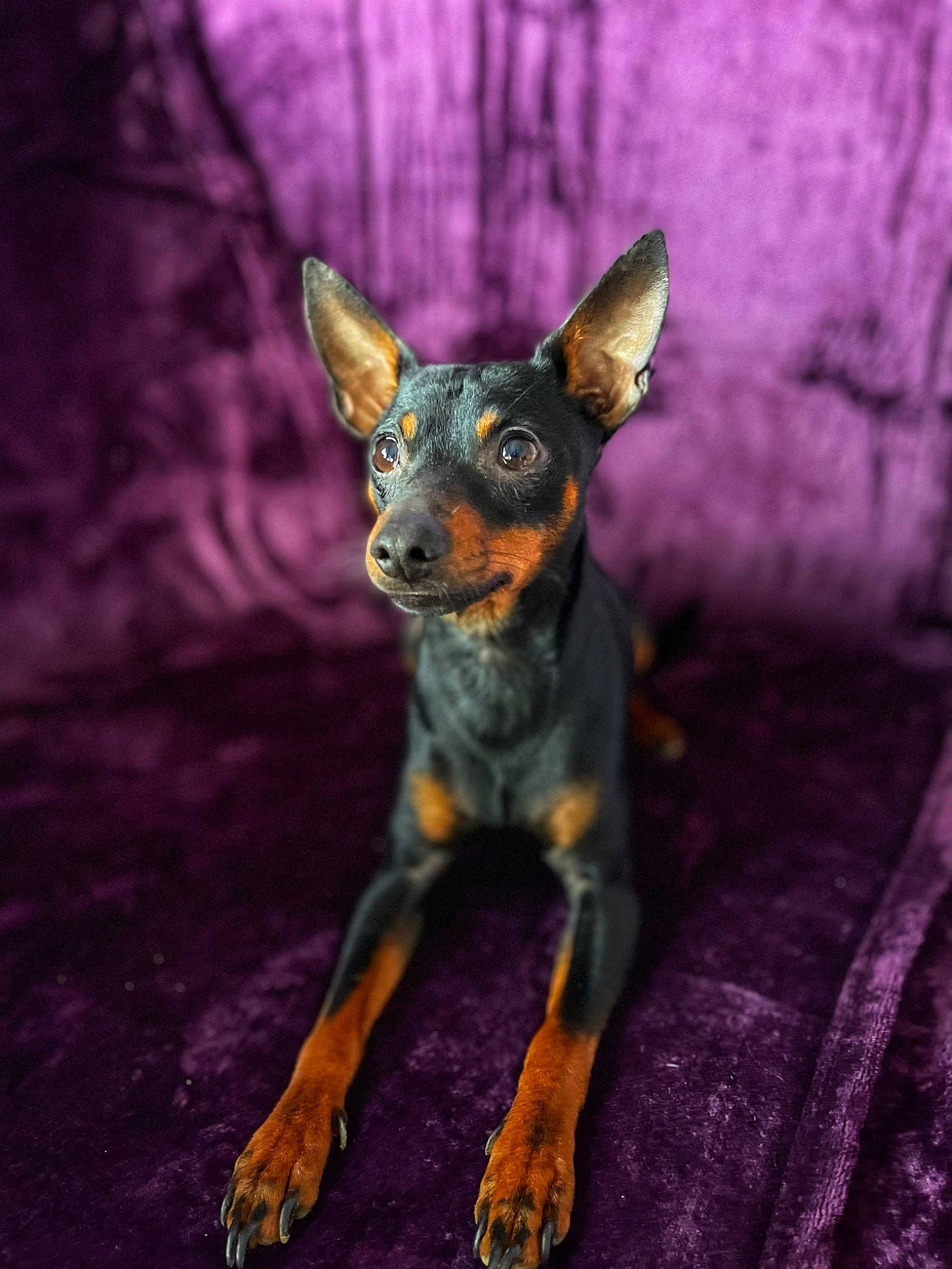 Milo a rejoint le concours — aidez-le/la à gagner de superbes lots ! canidae, carnivore, companion_dog, darkness, dog, dog_breed, ear, fawn, fur, grey, prazsky_krysarik, purple, russkiy_toy, snout, sporting_group, terrestrial_animal, toy_dog, violet, whiskers, wildlife