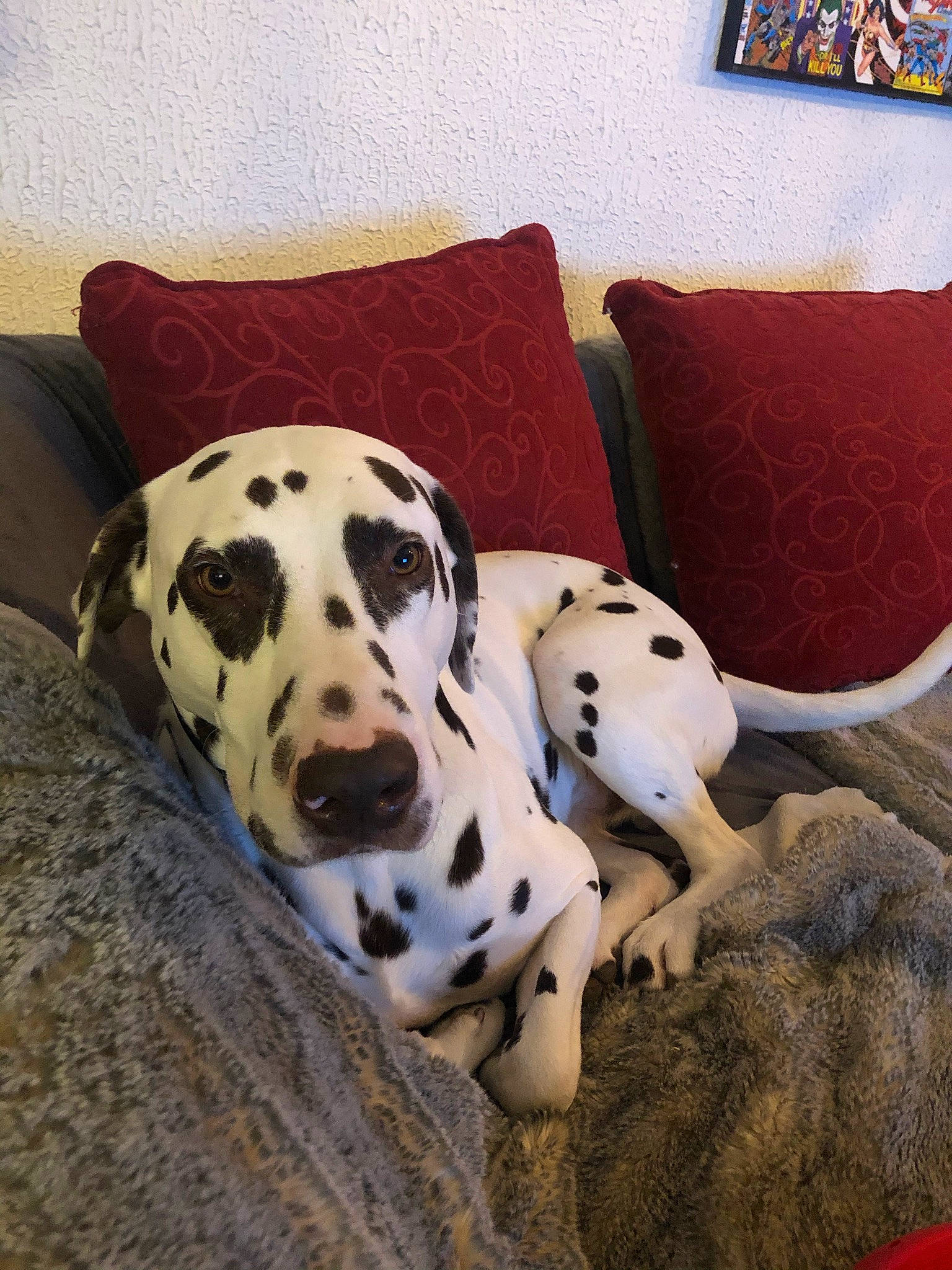 Napo participe au concours pour gagner de l'argent avec cette photo : canidae, carnivore, comfort, companion_dog, couch, dalmatian, dog, dog_breed, dog_supply, fawn, lamp, living_room, mammal, non_sporting_group, picture_frame, snout, sporting_group, television, terrestrial_animal, working_animal