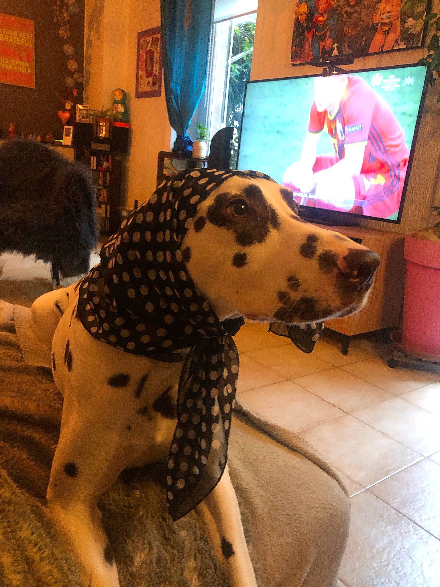 Napo a rejoint le concours — aidez-le/la à gagner de superbes lots ! carnivore, comfort, companion_dog, curtain, dalmatian, dog, dog_breed, fawn, flooring, fun, fur, giraffidae, interior_design, mammal, pattern, picture_frame, snout, television, toy, working_animal