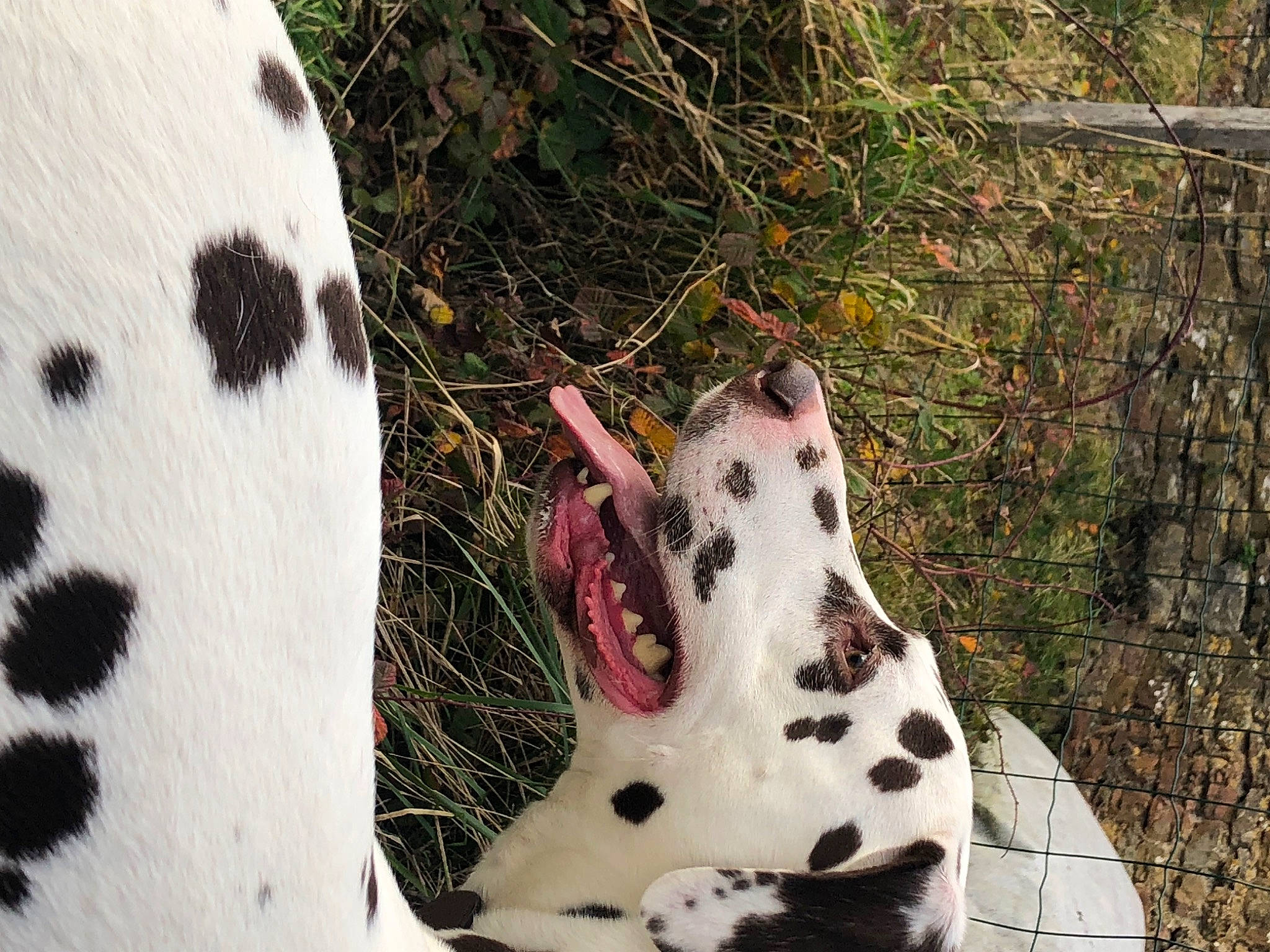 Napo a rejoint le concours — aidez-le/la à gagner de superbes lots ! big_cats, canidae, carnivore, dog_breed, fawn, felidae, foot, fur, grass, organism, pattern, paw, small_to_medium_sized_cats, snout, snow_leopard, sporting_group, terrestrial_animal, tree, whiskers, wildlife