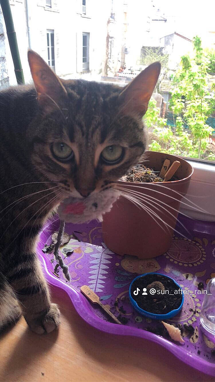 Bonnie a rejoint le concours — aidez-le/la à gagner de superbes lots ! bag, basket, carnivore, cat, claw, domestic_short_haired_cat, felidae, flowerpot, fur, grass, houseplant, paw, plant, purple, sitting, small_to_medium_sized_cats, tail, tree, whiskers, window