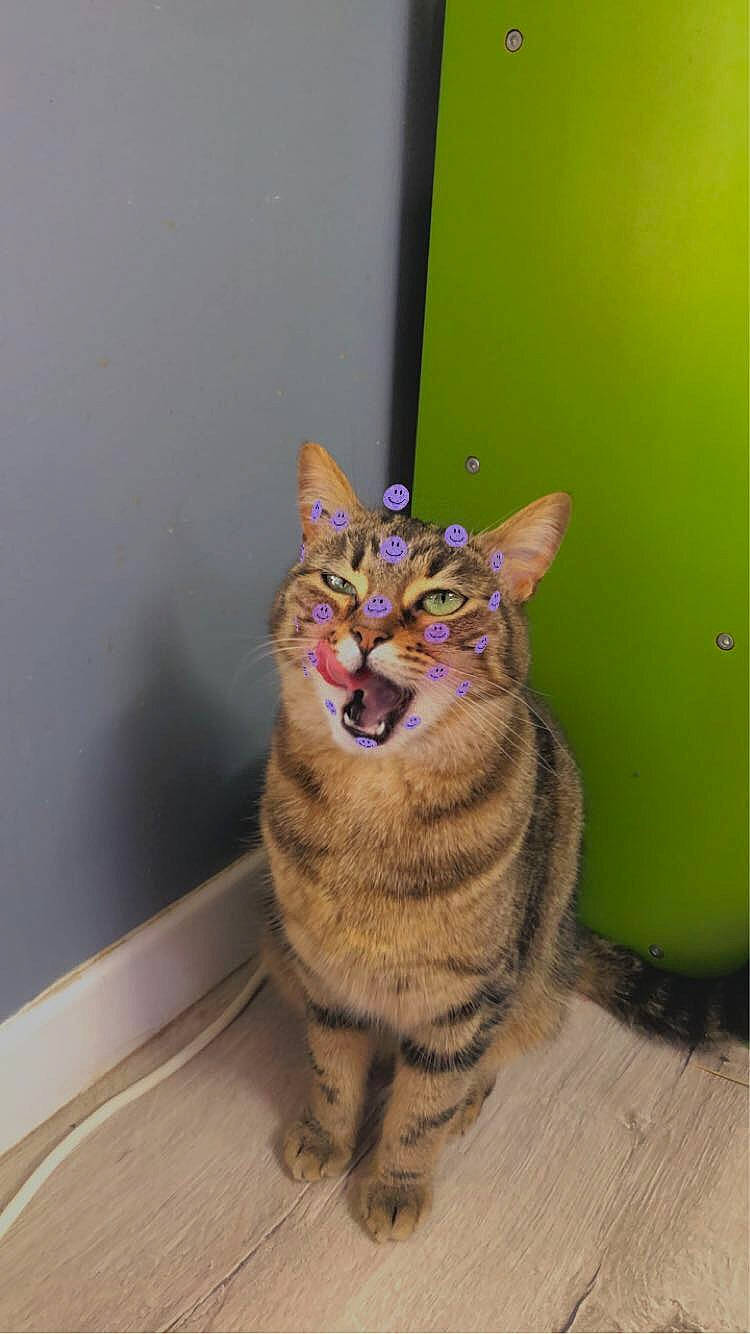 Bonnie participe au concours pour gagner de l'argent avec cette photo : art, carnivore, cat, domestic_short_haired_cat, eye, felidae, flooring, fur, paw, sitting, small_to_medium_sized_cats, snout, tail, terrestrial_animal, whiskers, wildlife, window, wood