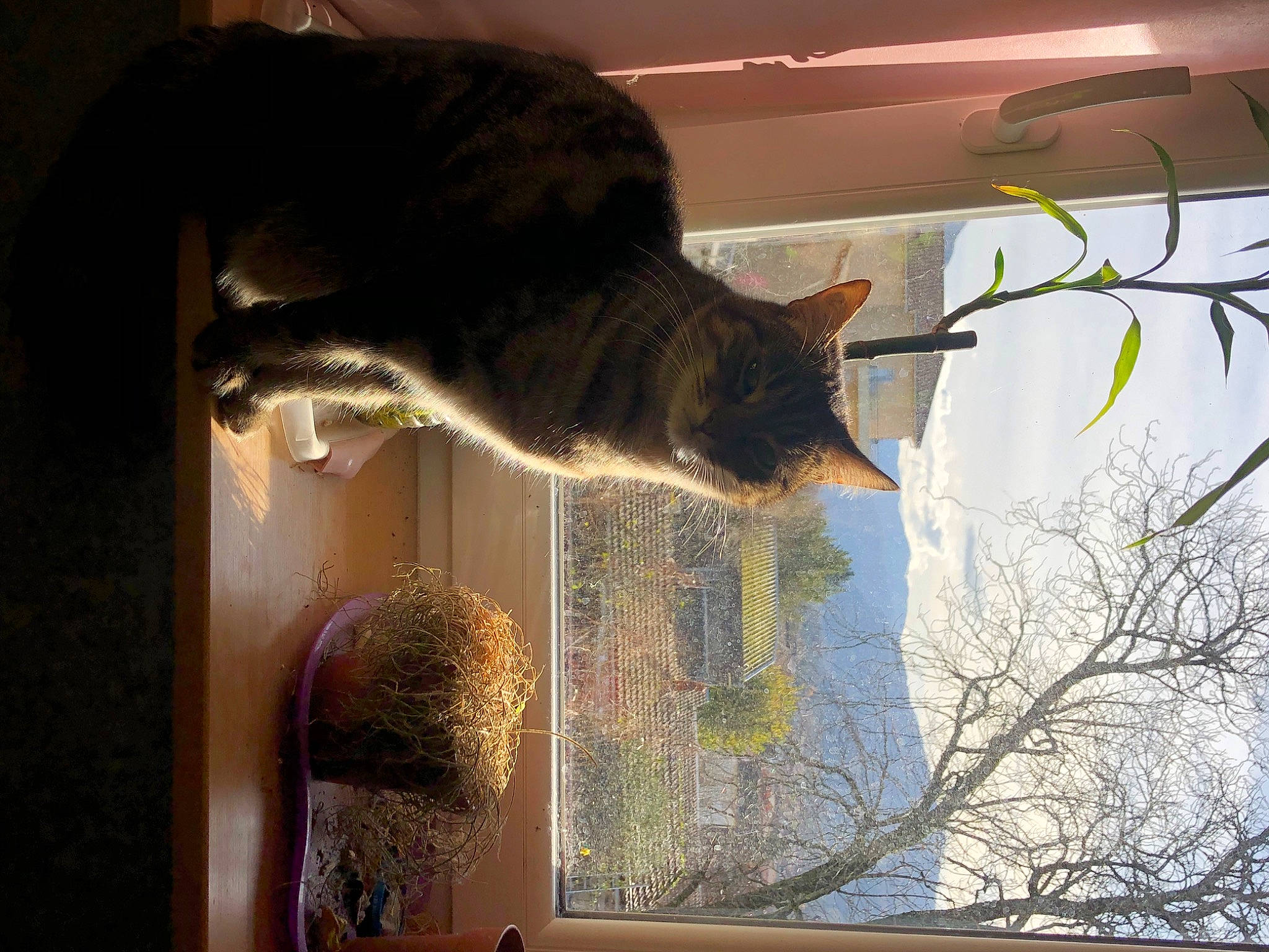 Bonnie a rejoint le concours — aidez-le/la à gagner de superbes lots ! black_cat, carnivore, cat, domestic_short_haired_cat, felidae, fur, glass, houseplant, plant, reflection, room, shadow, small_to_medium_sized_cats, tail, tints_and_shades, tree, twig, whiskers, window, wood