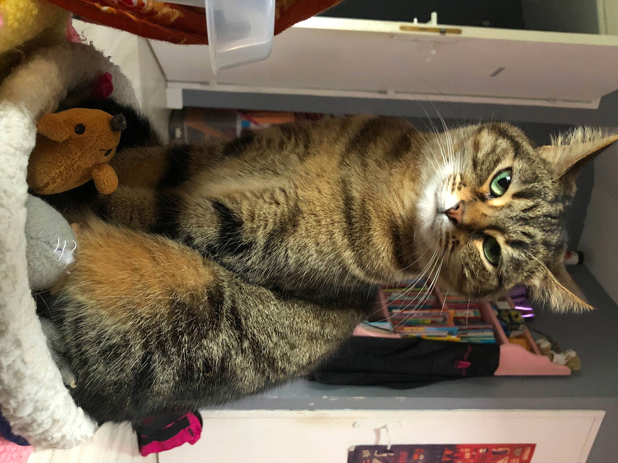 Bonnie a rejoint le concours — aidez-le/la à gagner de superbes lots ! carnivore, cat, comfort, computer_keyboard, domestic_short_haired_cat, felidae, fur, mammal, paw, room, small_to_medium_sized_cats, tail, vertebrate, whiskers, window