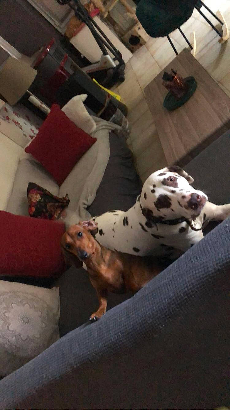 Stan a rejoint le concours — aidez-le/la à gagner de superbes lots ! carnivore, comfort, companion_dog, couch, dalmatian, dog, dog_breed, fawn, felidae, floor, flooring, human_leg, mammal, room, small_to_medium_sized_cats, tail, terrestrial_animal, whiskers, wood, working_animal