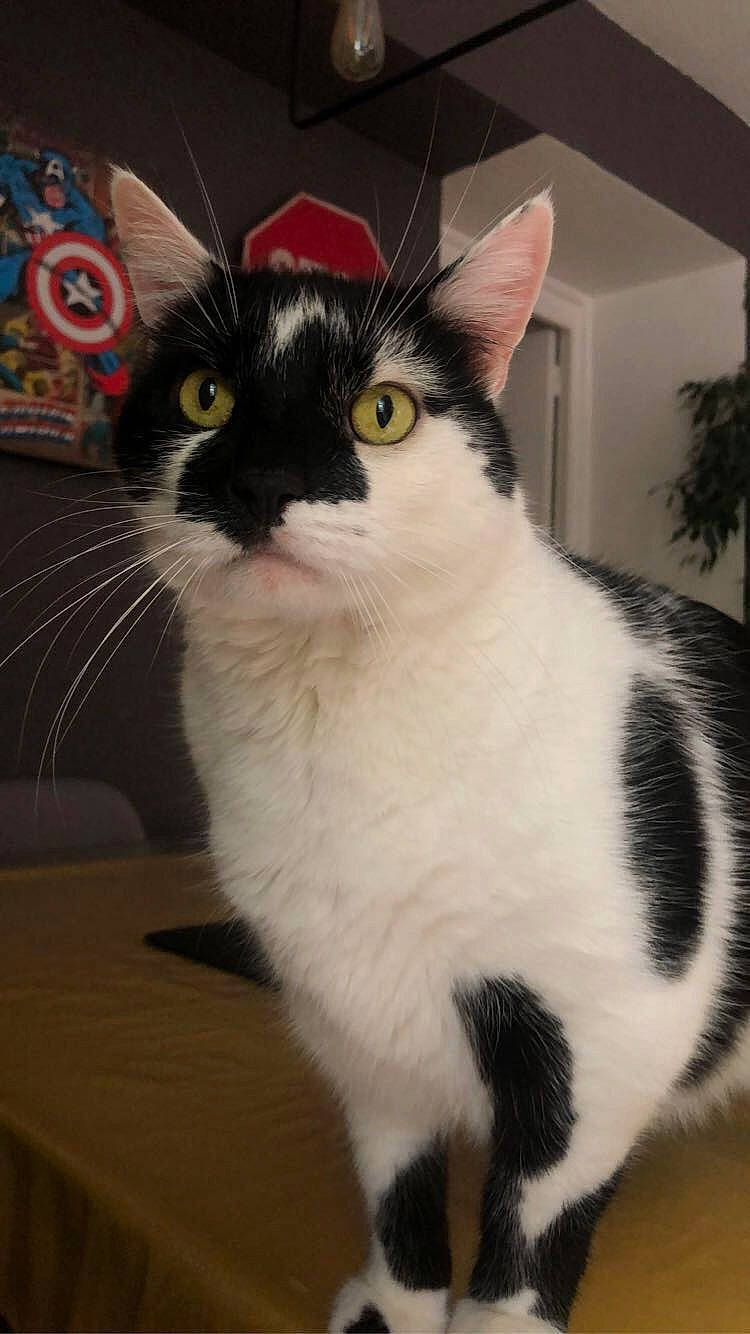 Sammy participe au concours pour gagner de l'argent avec cette photo : carnivore, cat, domestic_short_haired_cat, felidae, fur, hardwood, paw, plant, small_to_medium_sized_cats, snout, tail, whiskers, window