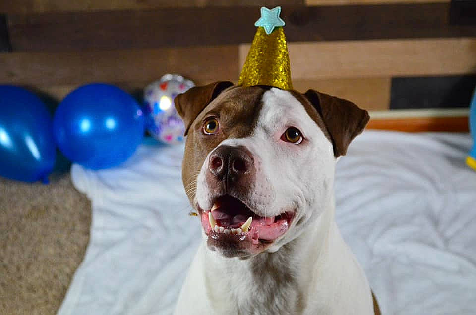 Kaner is registered to the contest to win money with this photo: american_bulldog, american_pit_bull_terrier, american_staffordshire_terrier, canidae, carnivore, dog, dog_breed, fawn, mammal, non_sporting_group, nose, party_supply, pit_bull, rare_breed_dog, smile, snout, sporting_group, staffordshire_bull_terrier, valley_bulldog, vertebrate