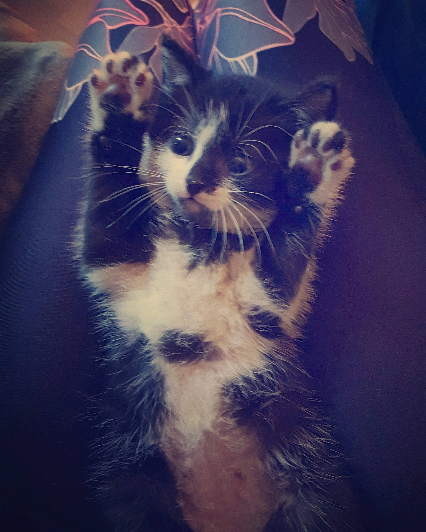 Yuumi a rejoint le concours — aidez-le/la à gagner de superbes lots ! black_and_white, carnivore, cat, ear, eye, felidae, fur, kitten, norwegian_forest_cat, polydactyl_cat, sky, small_to_medium_sized_cats, snout, whiskers