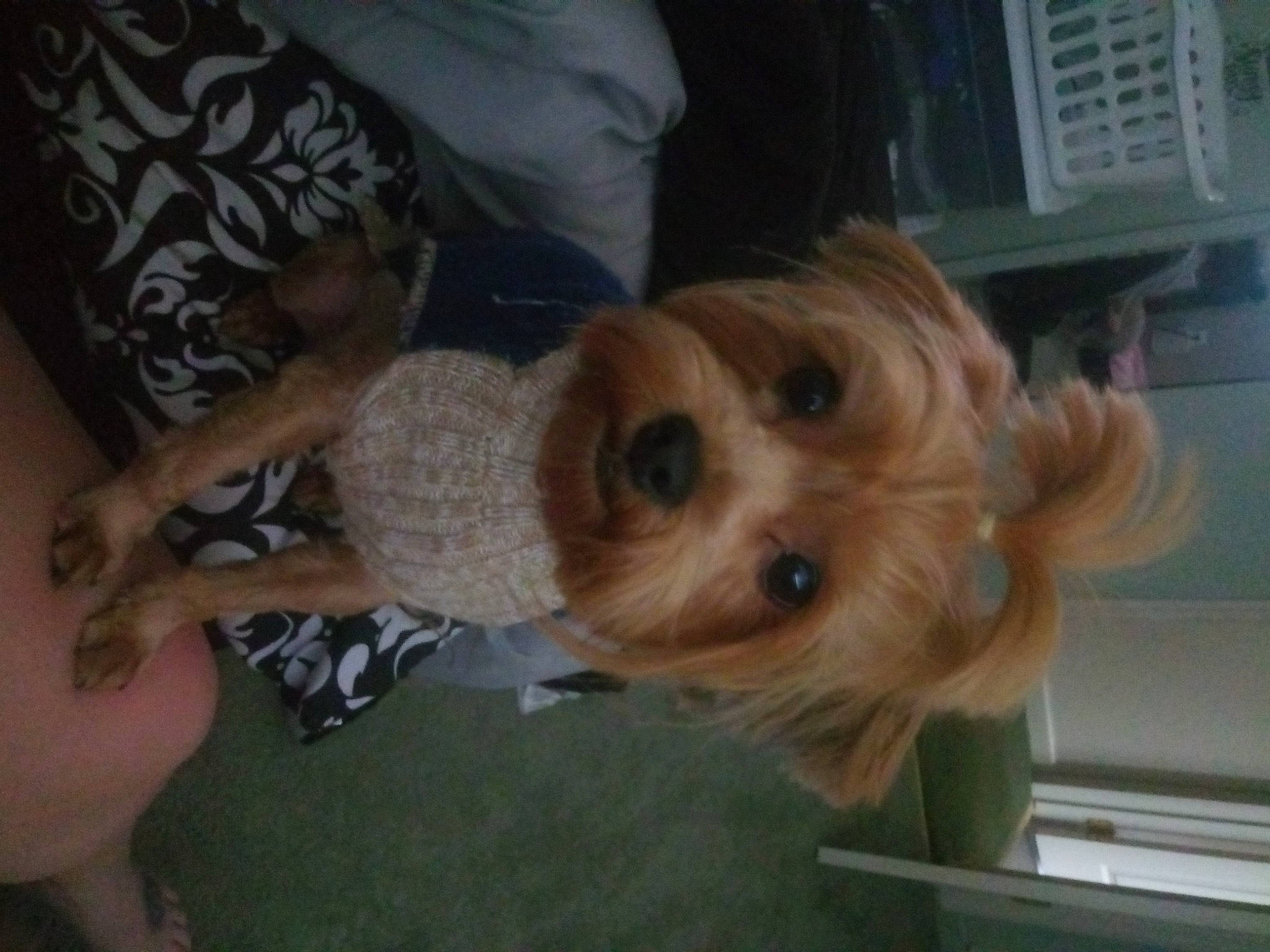 Bella joined the competition — help win amazing prizes! australian_silky_terrier, australian_terrier, canidae, carnivore, cavachon, companion_dog, dog, dog_breed, mammal, morkie, norfolk_terrier, puppy, schnoodle, small_terrier, snout, sporting_group, terrier, toy_dog, vertebrate, yorkshire_terrier