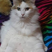 Annie Garza joined the competition — help win amazing prizes! cat, fluffy, white, calico, pet, animal, feline, plush_toy, teddy_bear, blanket, rainbow, striped, colorful, indoor, cute, relaxed, sitting, fur, whiskers, ears