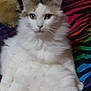 cat, fluffy, white, calico, pet, animal, feline, plush_toy, teddy_bear, blanket, rainbow, striped, colorful, indoor, cute, relaxed, sitting, fur, whiskers, ears