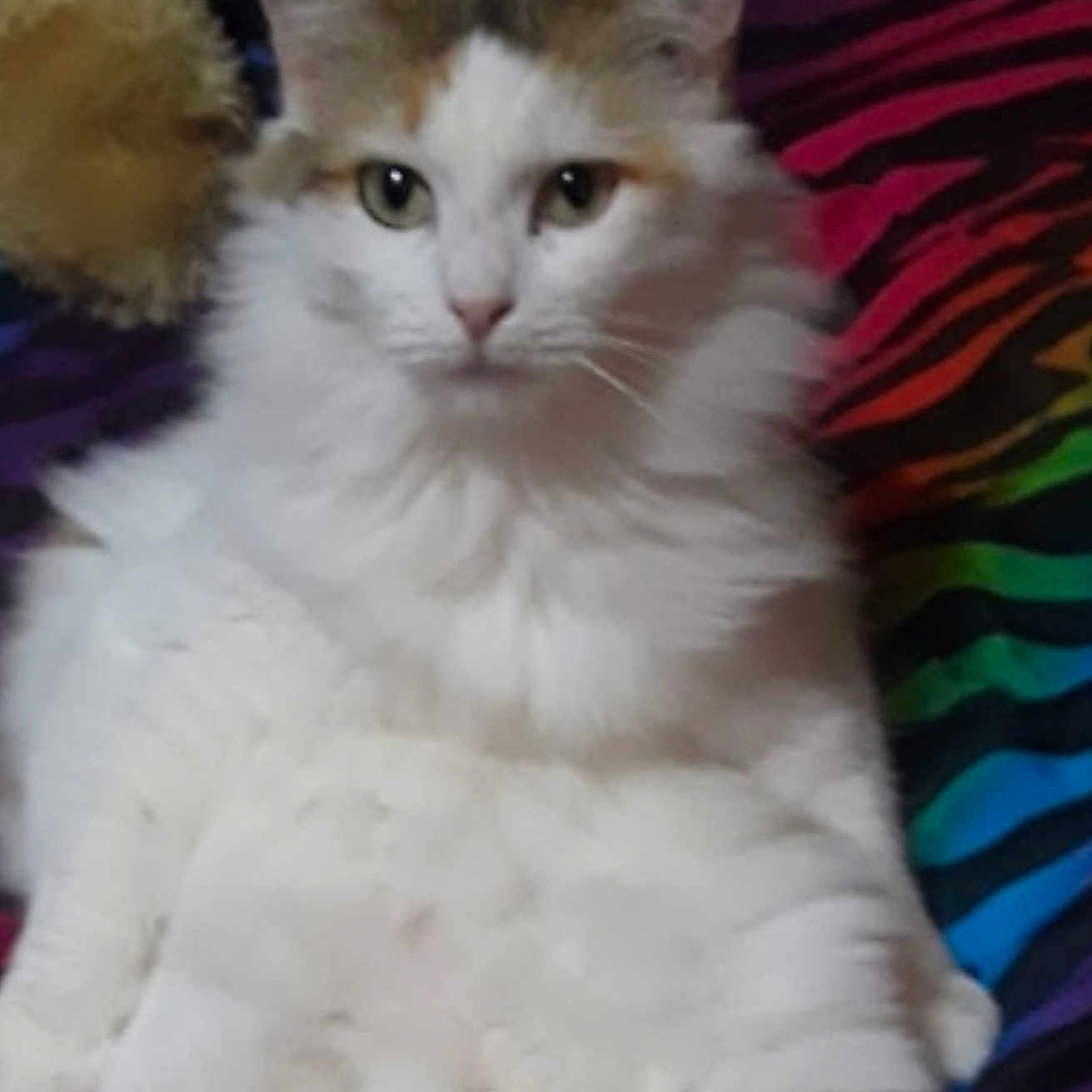 Annie Garza joined the competition — help win amazing prizes! animal, blanket, calico, cat, colorful, cute, ears, feline, fluffy, fur, indoor, pet, plush_toy, rainbow, relaxed, sitting, striped, teddy_bear, whiskers, white