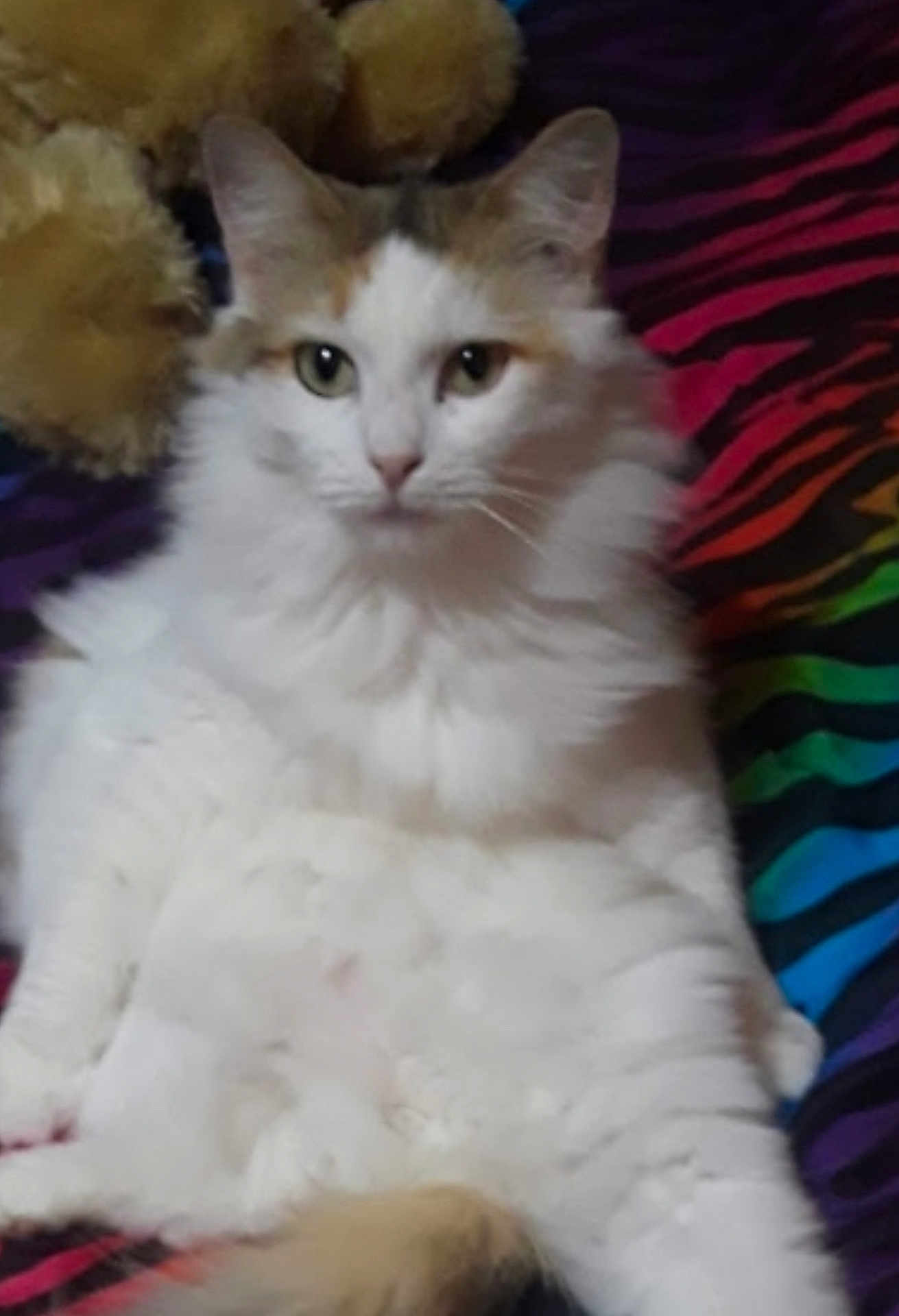 Annie Garza joined the competition — help win amazing prizes! cat, fluffy, white, calico, pet, animal, feline, plush_toy, teddy_bear, blanket, rainbow, striped, colorful, indoor, cute, relaxed, sitting, fur, whiskers, ears