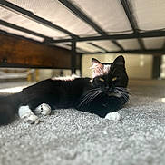 Momo joined the competition — help win amazing prizes! animal, bed_frame, black_cat, carpet, cat, close_up, cozy, domestic_cat, fur, home, indoor, lying_down, pet, quiet, relaxed, resting, shadow, sunlight, whiskers, white_paws