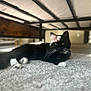 animal, bed_frame, black_cat, carpet, cat, close_up, cozy, domestic_cat, fur, home, indoor, lying_down, pet, quiet, relaxed, resting, shadow, sunlight, whiskers, white_paws