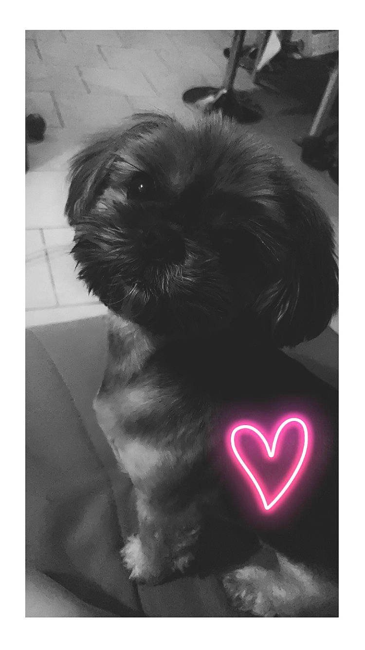 Jypsy a rejoint le concours — aidez-le/la à gagner de superbes lots ! black, canidae, carnivore, companion_dog, dog, dog_breed, dog_supply, font, fur, gesture, liver, puppy_love, shih_tzu, small_terrier, snout, sporting_group, tail, terrier, toy_dog, working_animal