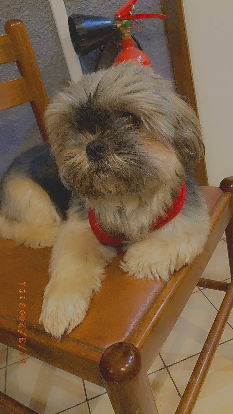 Jypsy a rejoint le concours — aidez-le/la à gagner de superbes lots ! canidae, carnivore, chair, companion_dog, dog, dog_breed, dog_supply, fawn, flooring, fur, liver, pet_supply, shih_poo, shih_tzu, small_terrier, snout, sporting_group, terrier, toy_dog, working_animal