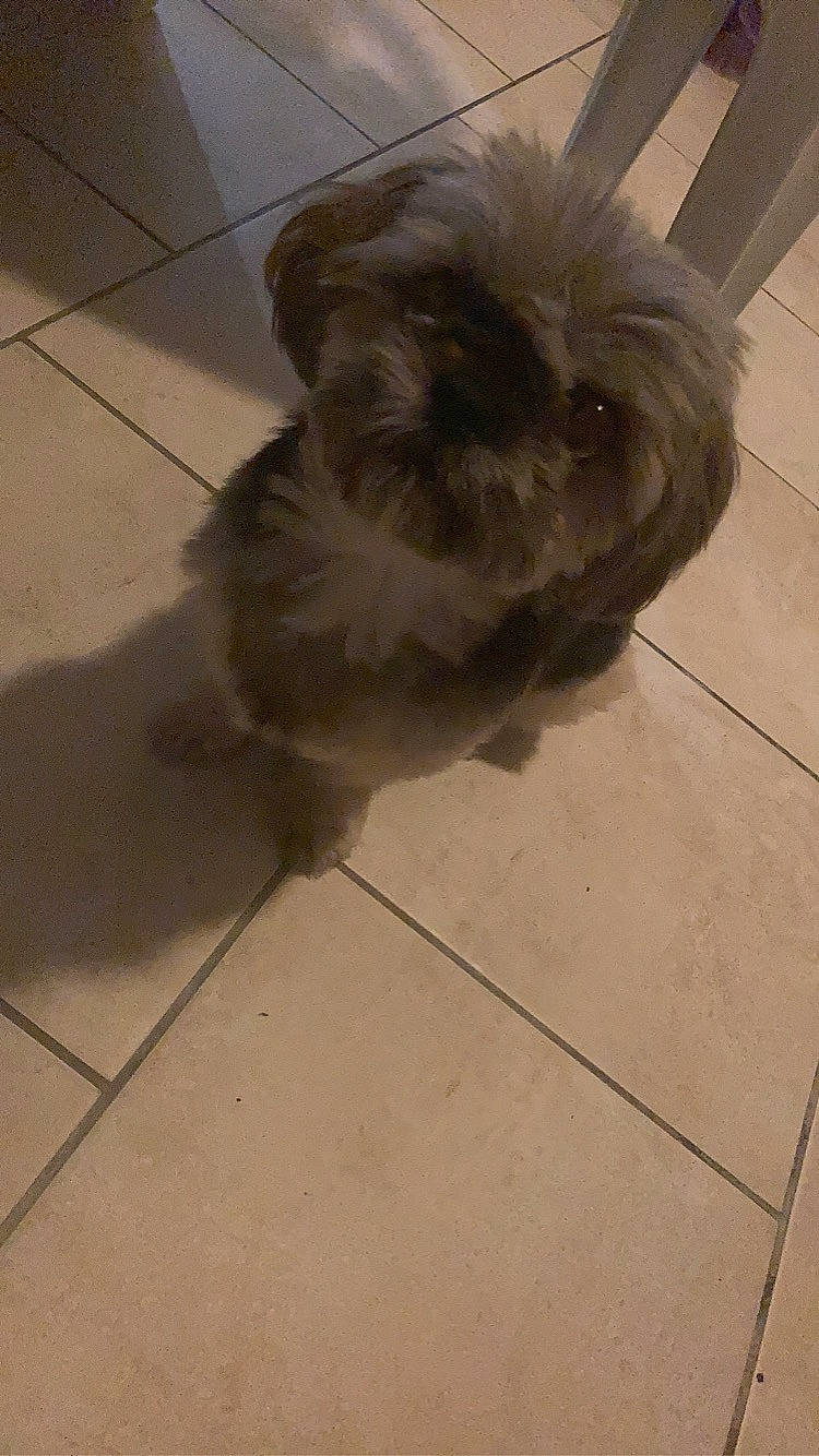 Jypsy participe au concours pour gagner de l'argent avec cette photo : canidae, carnivore, companion_dog, dog, dog_breed, dog_supply, fawn, floor, flooring, fur, liver, shih_poo, shih_tzu, small_terrier, snout, sporting_group, tail, terrier, toy_dog, working_animal