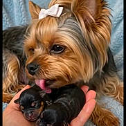 Triska a rejoint le concours — aidez-le/la à gagner de superbes lots ! animal, black_fur, blue_blanket, bow, brown_fur, close_up, companion_animals, cozy, cuddling, cute, dog, hand, newborn_puppies, pet, portrait, puppies, sleeping, small_dog, tongue_out, yorkshire_terrier