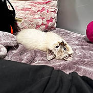 Jasmine joined the competition — help win amazing prizes! bed, blanket, cat, cozy, cute, eyes, fur, indoor, kitten, lying_down, pet, pillow, pink_pillow, plush_blanket, portrait, resting, small_animal, soft_texture, stuffed_toy, whiskers