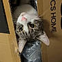Tyga a rejoint le concours — aidez-le/la à gagner de superbes lots ! cat, cardboard_box, curious, pet, indoor, close_up, whiskers, pink_nose, tabby, fur, animal, packing_material, tape, container, head, eyes, ears, playful, cute, household