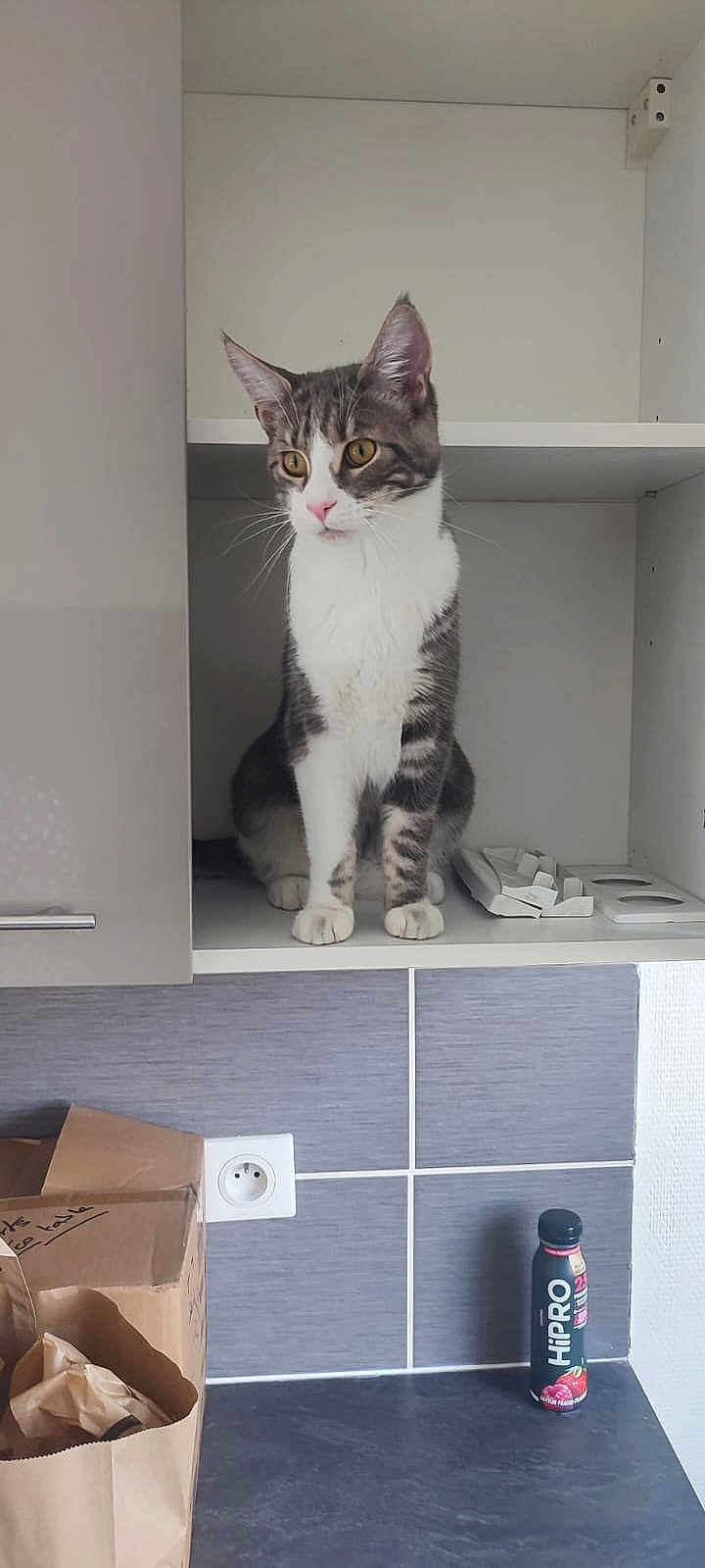 Tyga participe au concours pour gagner de l'argent avec cette photo : cat, tabby_cat, kitchen, cabinet, tile, counter, box, paper_bag, bottle, curious, pet, domestic, indoor, feline, white, gray, striped, sitting, looking, household